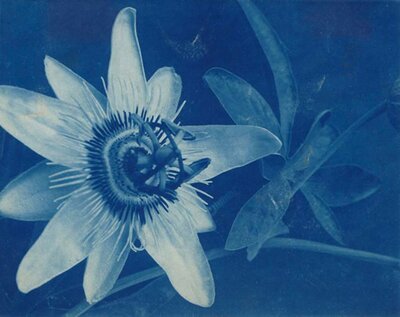 Passiflora Caerulea (Passion Flower)