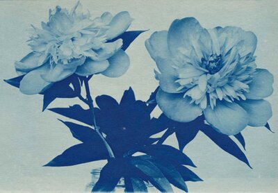 Peonies-Bouquet de Flora