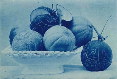 Winter melon