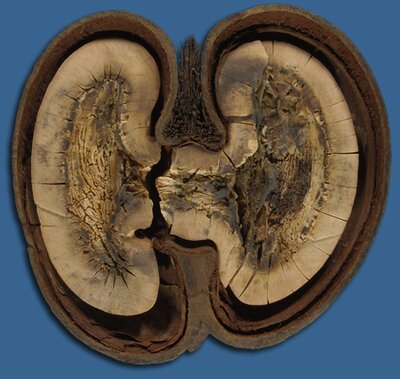 Half of a double coconut specimen, Lodoicea maldivica (Double coconut), from the Seychelles Islands