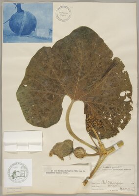 Specimen sheet, Mediterranean (Squash)