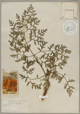 Specimen sheet, Daucus carota, cultivated in Ithaca, N. Y.