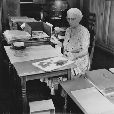 Ethel Zoe Bailey mounting specimens