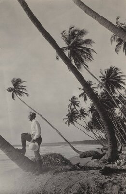Liberty Hyde Bailey in Trinidad on a palm collecting trip