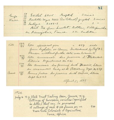 Excerpts from Specimen Ledger Books