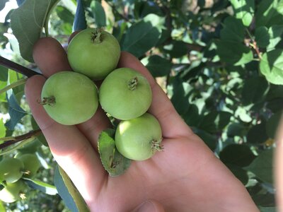 Green cider apples on tree