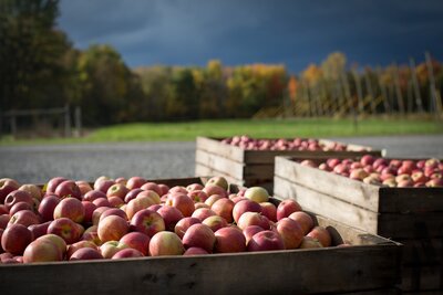 Apples in crates, Geneva NY