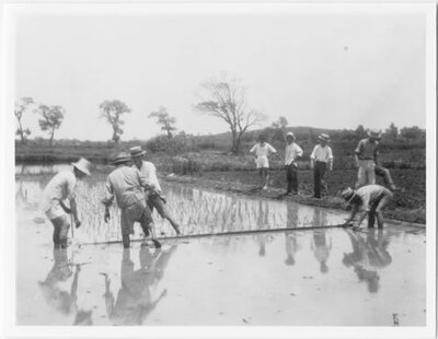 Planting experimental plots of rice, Tai Ping Men Farm, Nanking