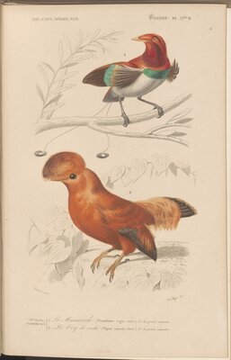 Birds illustration from Dictionnaire Universel d'Histoire