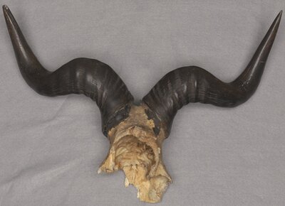 Hartebeest ( Alcelaphus buselaphus )