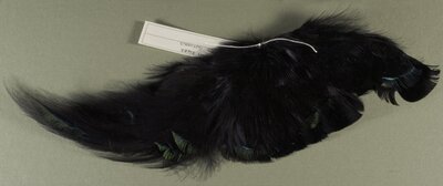 Black Sicklebill ( Epimachus fastuosus ) feathers