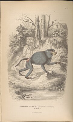 Baboon illustration from Histoire Naturelle des Mammifres