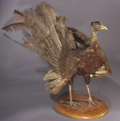 Great Argus (Argusianus argus)