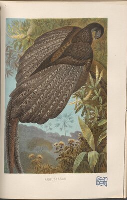 Bird illustratrion from Brehms Thierleben