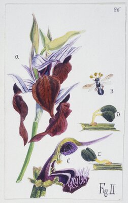 Orchid Watercolor Sent from France