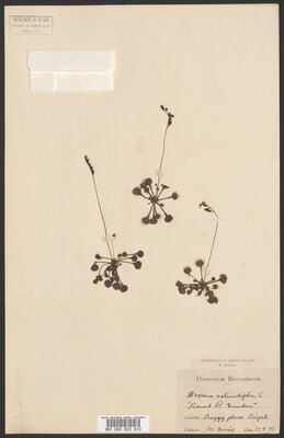 Common Sundew (Drosera rotundifolia)