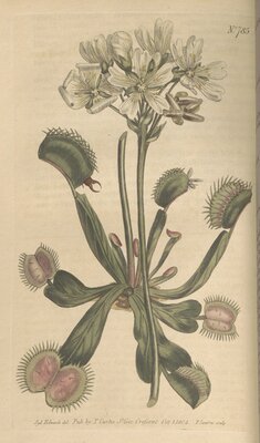 Venus flytrap illustration from Curtis's Botanical Magazine