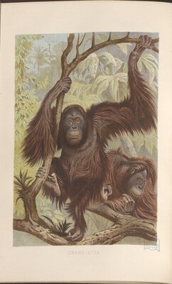 Orangutan Illustration from Brehms Thierleben