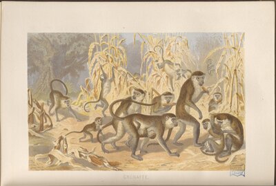Monkeys illustration from Brehms Thierleben