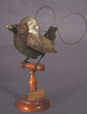 Magnificent Paradise Bird (Diphyllodes magnificus)