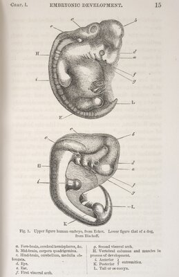 Embryo illustration from The Descent of Man