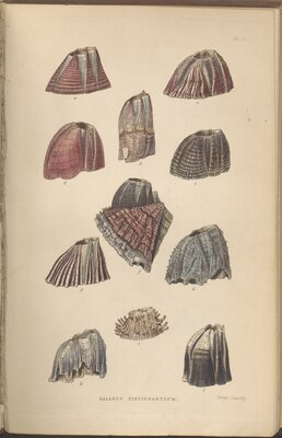 A Monograph on the Sub-class Cirrepedia: with Figures of All the Species