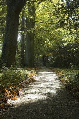 The sandwalk, or “thinking path,” at Down House
