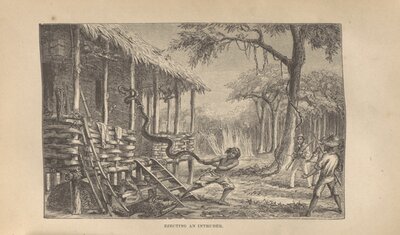 Illustration from "The Malay Archipelago..."
