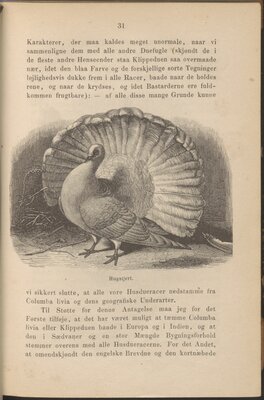 Illustration from "Om arternes oprindelse..."