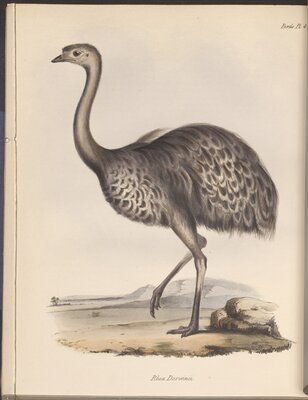 Illustration from "Birds"