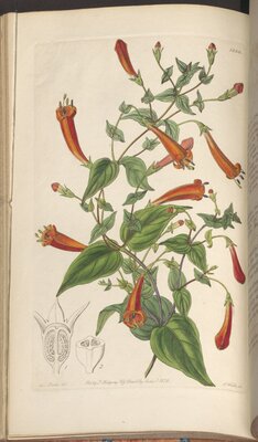 A spiral-twining plant from the genus Manettia from Edwards's Botanical Register