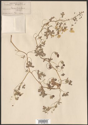 Canary-Bird Flower (Tropaeolum peregrinum)