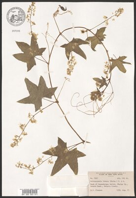 Wild Cucumber (Echinocystis lobata)