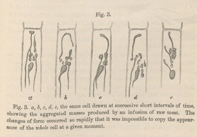 Illustration from Journal of the Linnean Society of London
