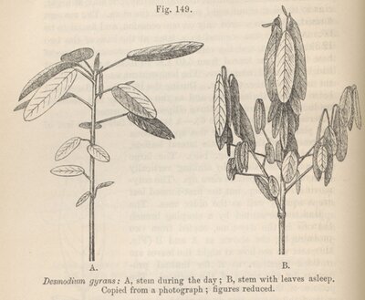 Illustration from The Power of Movement in Plant