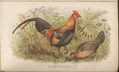 The Game Birds of India, Burmah, and Ceylon