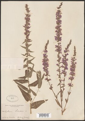 Purple Loosestrife (Lythrum salicaria)
