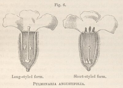 The Different Forms of Flowers on Plants of the same species