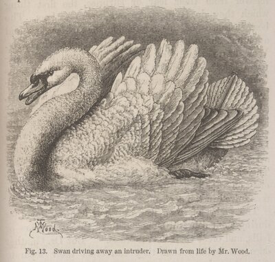 Swan illustration from The Expression of the Emotions in Man and Animals