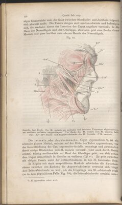Handbuch der Systematischen Anatomie des Menschen