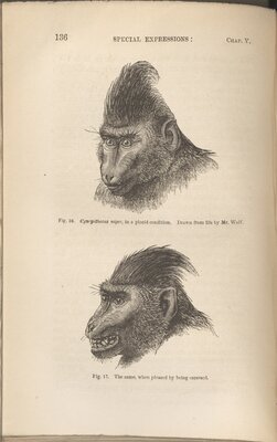 Ape illustration from The Expression of the Emotions in Man and Animals