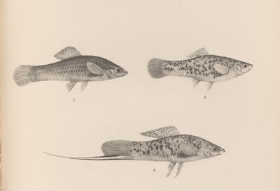 Green swordtail illustration from Transactions of the Zoological Society of London