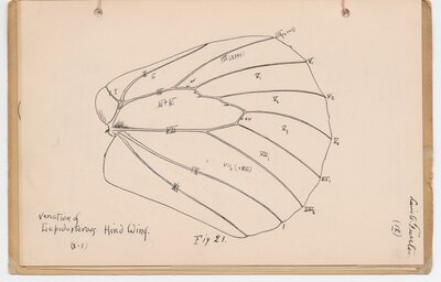 "Insect Wing From Entomology Notebook (Professor Comstock's class)"