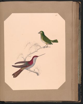 Watercolors