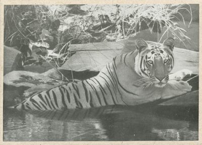 Holiday card to Mrs. A. W. W. [Lucile] Kyle, depicting a tiger from the Kanha National Park