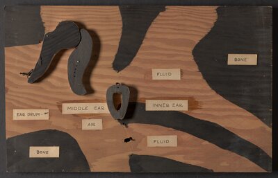 Wooden model of the human ear
