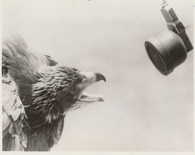 An eagle being recorded