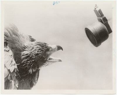 An eagle being recorded