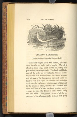 "Common Sandpiper"