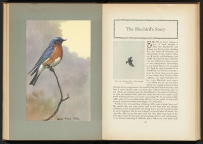 American Bird Biographies